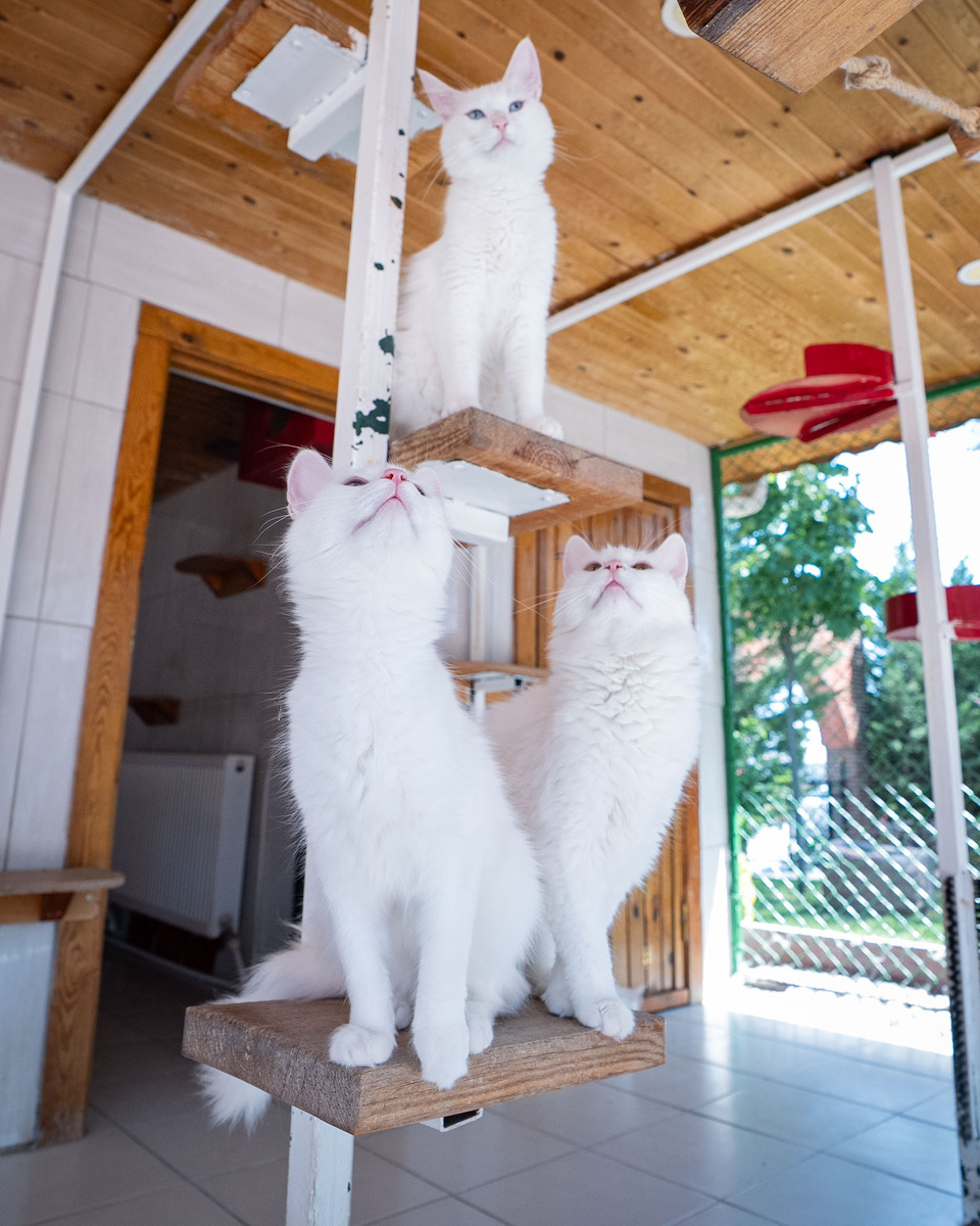 😻铲屎官必看！10个小红书爆款标题，助你俘获猫主子芳心！