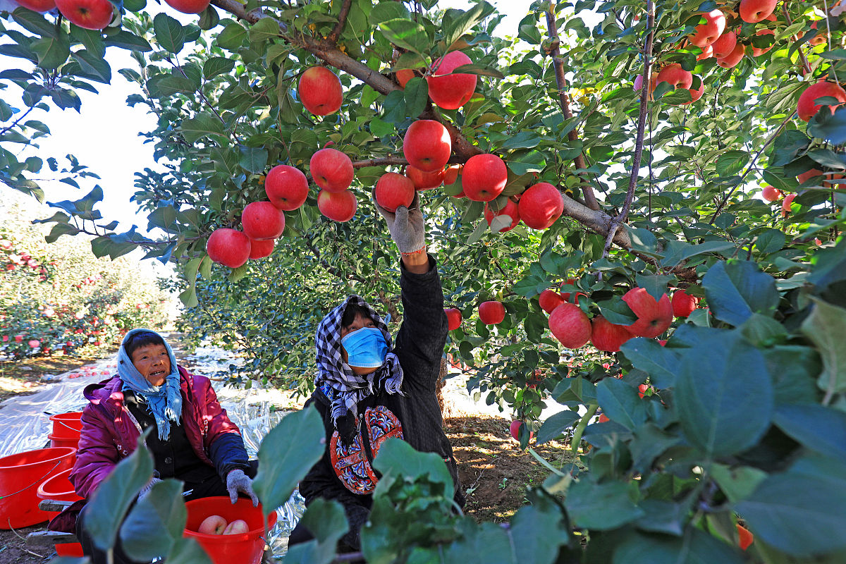红富士苹果软文营销策划：打造爆款文案的秘诀