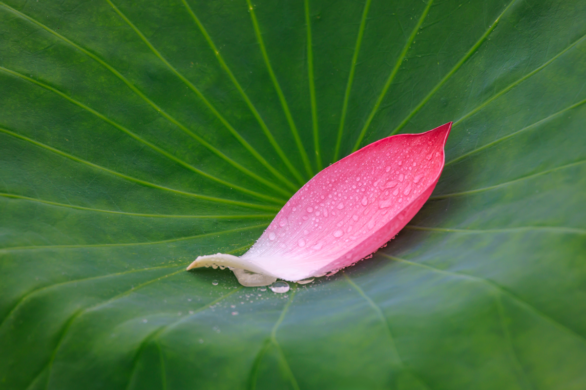 一片荷叶还是一朵荷叶