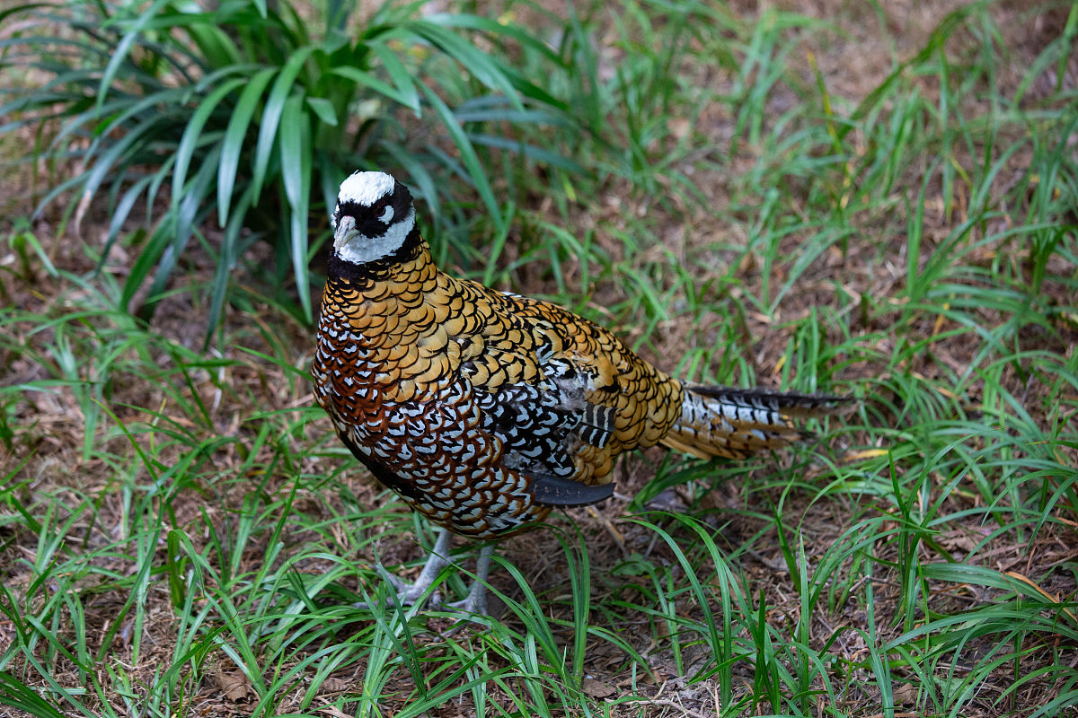 辽东学院动物科学专业：课程设置与发展方向