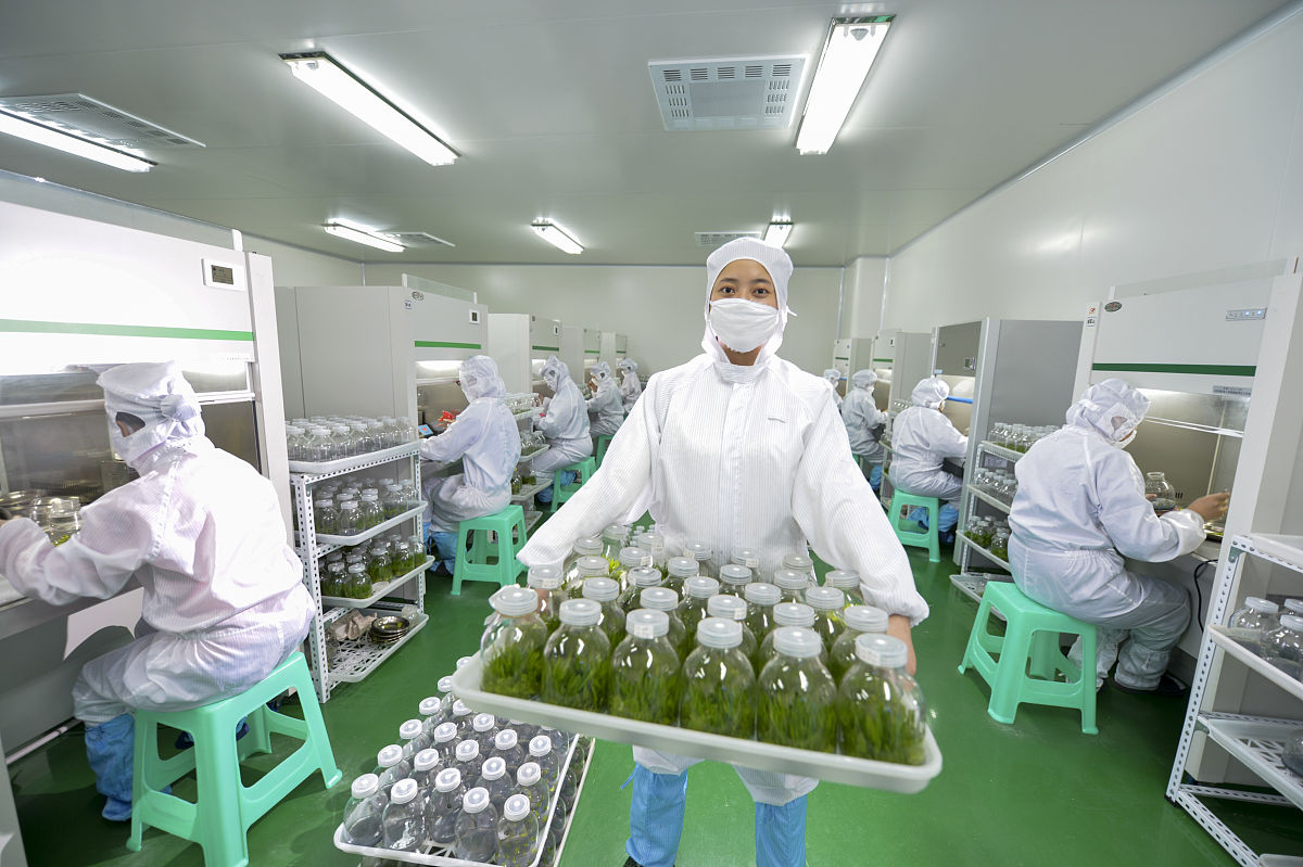 2014年12月19日,四川内江,铁皮石斛种苗培育车间.生物科技相关资料配