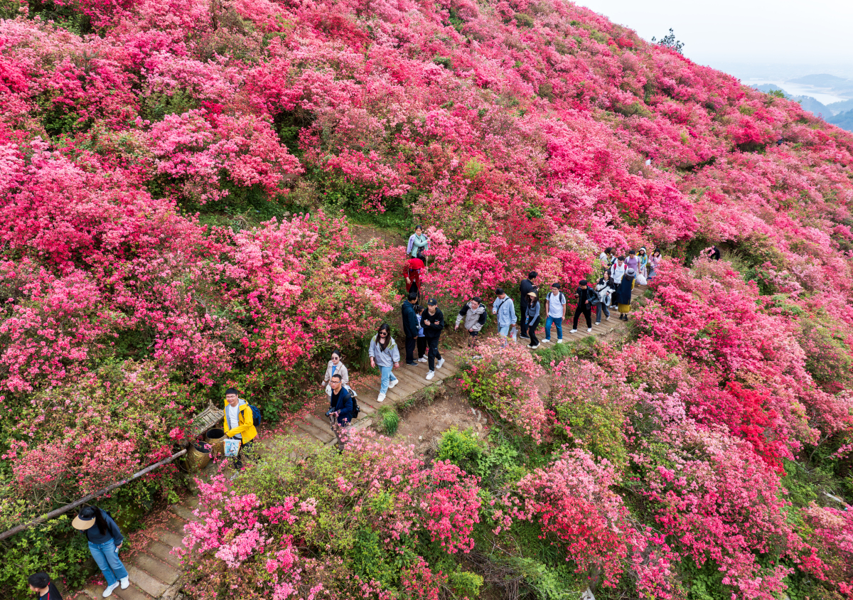 2. 柳岸水乡旅游区:紧邻百里杜鹃风景区,适合休闲娱乐和水上游