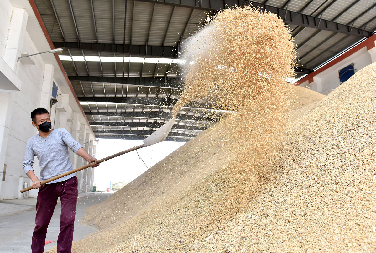 水稻的用途：从主食到工业原料，全面解析