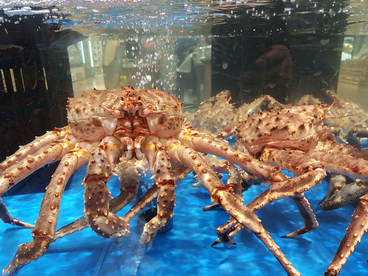 帝王蟹: 从美味佳肴到生态威胁