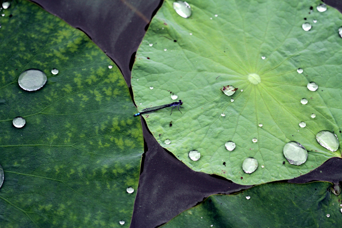 JOURNAL OF APPLIED ENTOMOLOGY 期刊：应用昆虫学研究范围