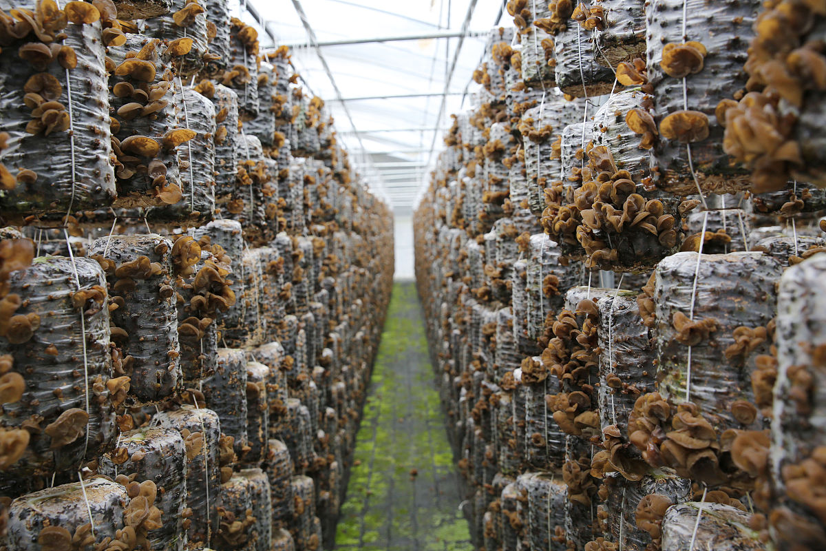 文山林菌种植简述