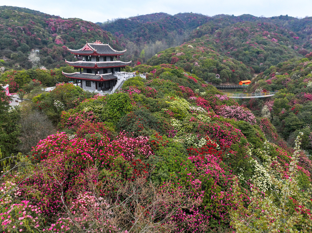 贵州毕节百里杜鹃景区旅游攻略