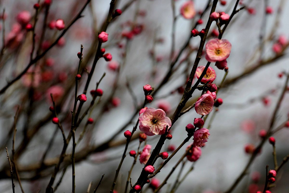 寒冬探梅：寻找冬日里的美丽与希望