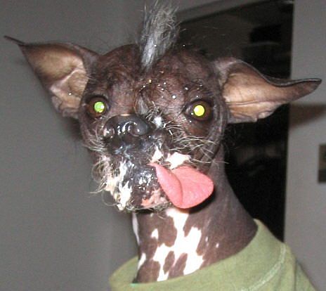 歪比歪比，歪比巴卜 - 无意义字符串