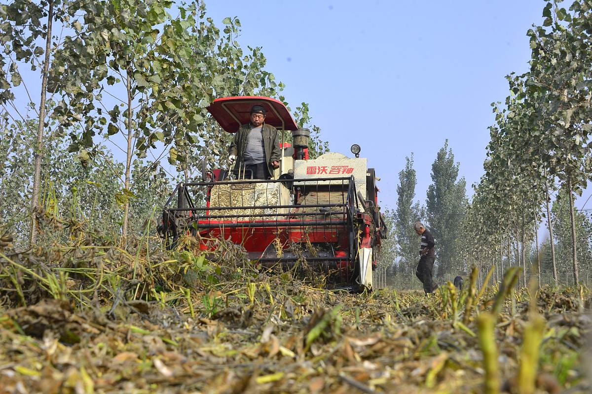 菜豆芸豆、绿豆、小豆红小豆、赤豆、蚕豆、豌豆、豇豆、小扁豆兵豆、黑豆等 那些可以用机械收割播种