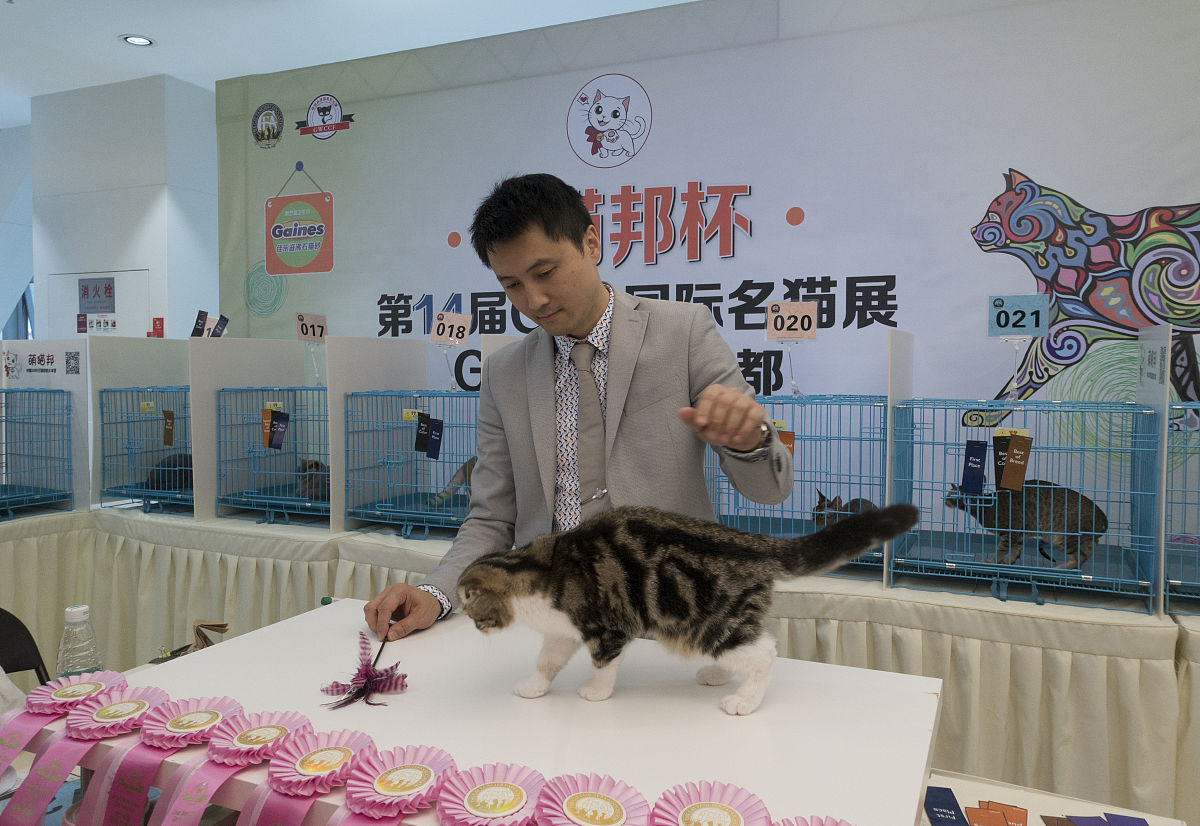 我想在大学校园里开一家萌宠店主要提供撸猫撸狗服务还有宠物出租附近只有几个小的宠物店没有什么竞争力预算15万帮我设计一个具体的策划书包括效益预测未来三年至五年的销售收入、利润、资产回报率等。