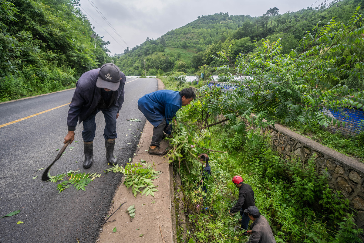 油茶施肥和杂草治理：提高产量，增强树势