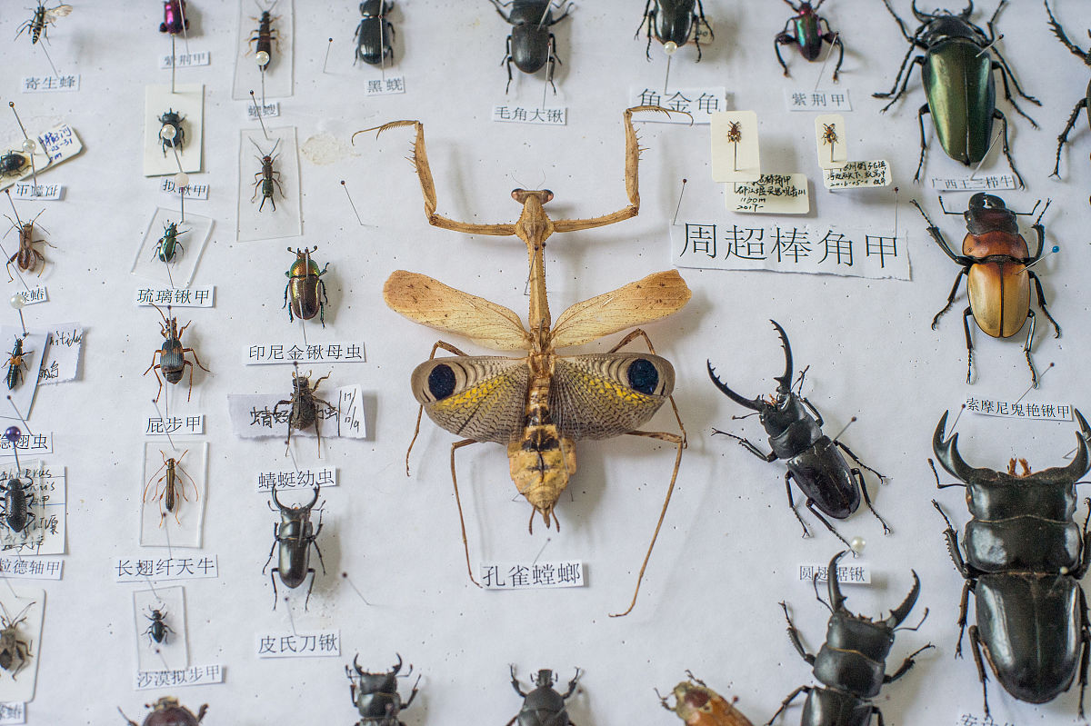 广西南宁市昆虫捕捉标本制作报告