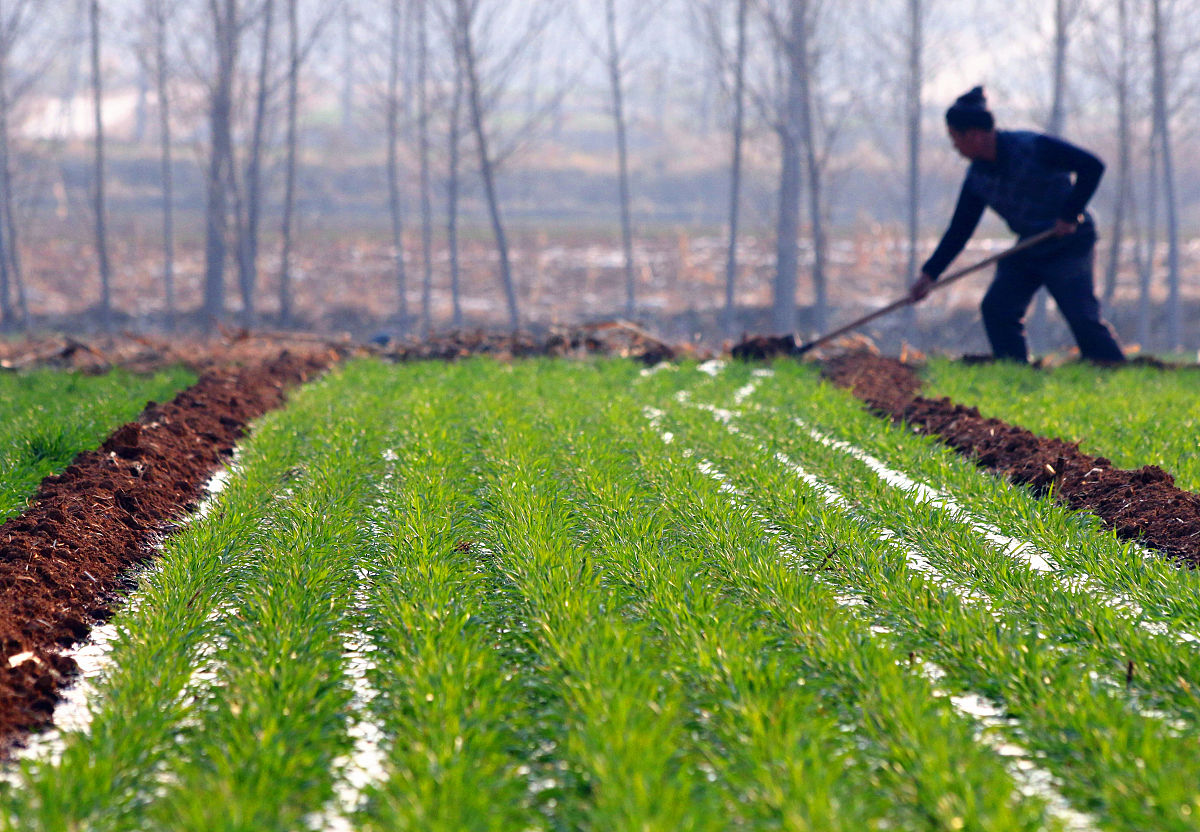 新栽地被快速返青的方法
