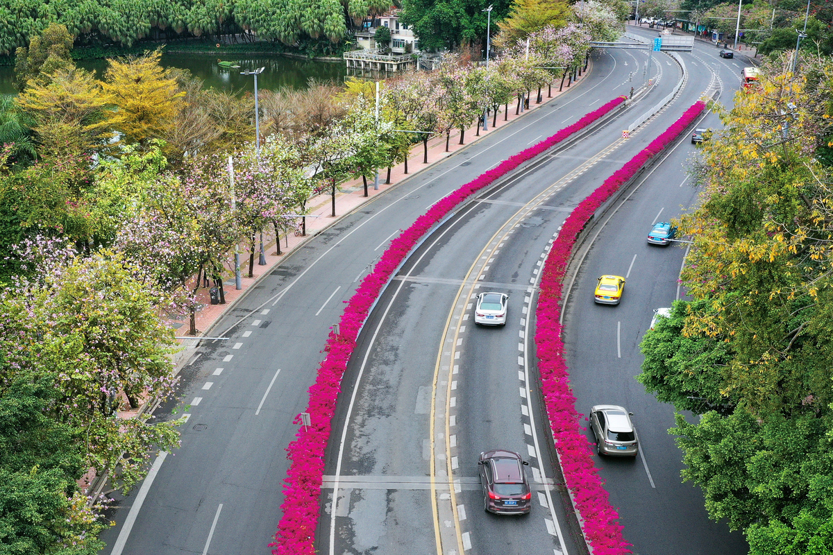 2019年2月11日,广州人民北路,白色紫色的紫荆花海与路