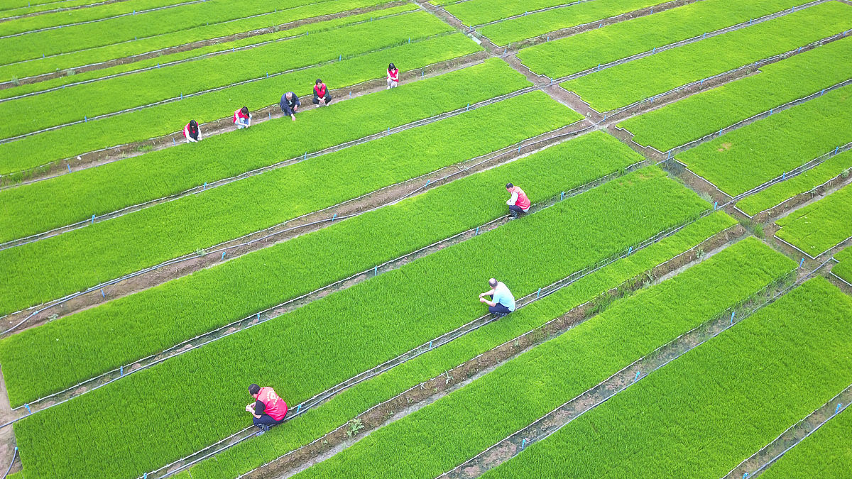 水稻育苗移栽机械