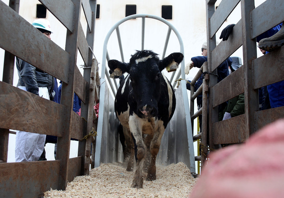 中国药监局如何监管医疗产品符合CP标准？