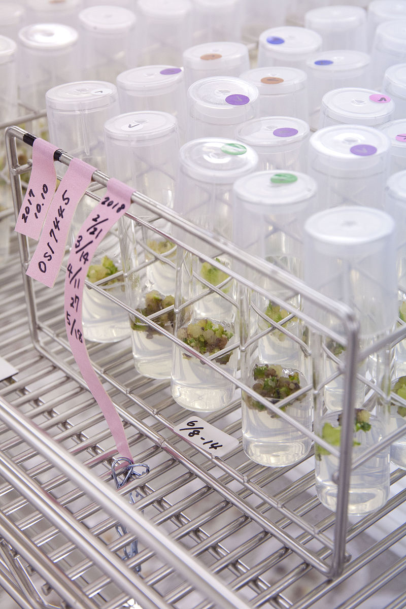 The maximum LAI per unit area significantly increased with density increasing until it reached a maximum value reached a plateau按照field crops research期刊的标准润色上面的句子