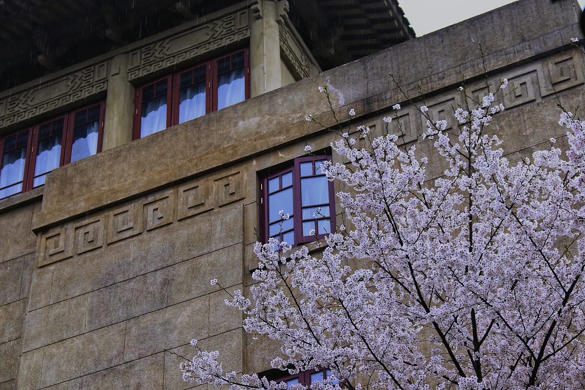 2019年3月22日,武汉大学樱花盛开.