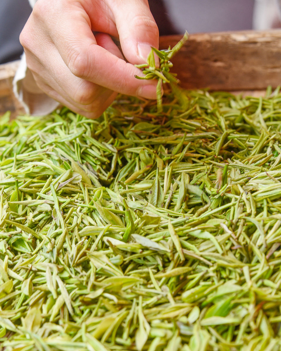 江西婺源茶叶学校2022年招生简章 - 培养茶叶人才，成就你的茶业梦想