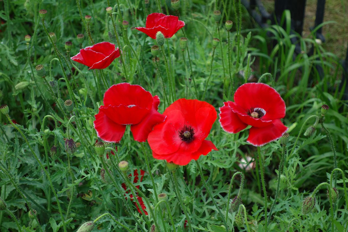 中国五冶大学招生简章