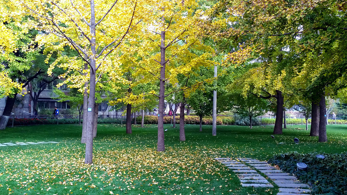 东裔是什么意思_词语东裔的意思