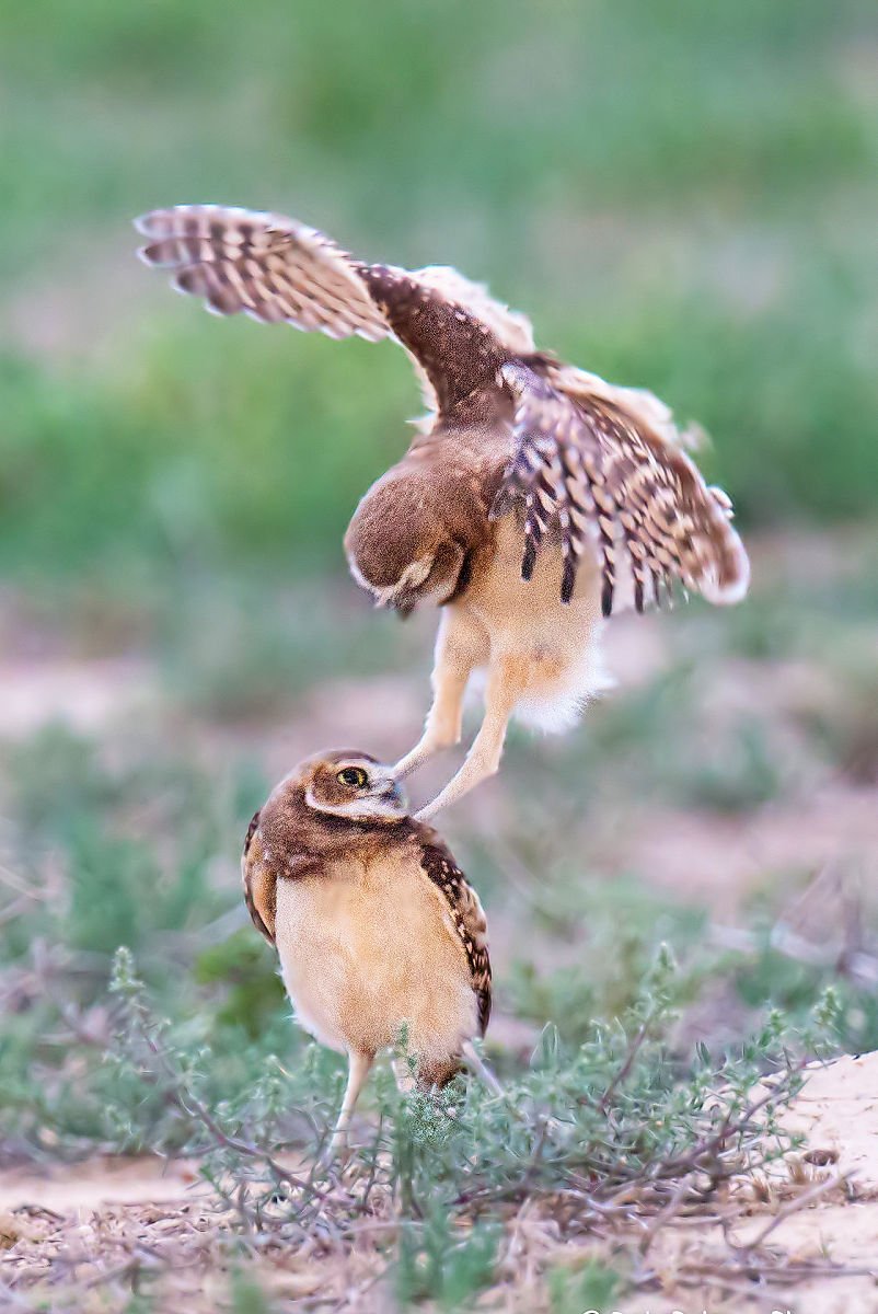 SCDHHE 能组成什么单词？