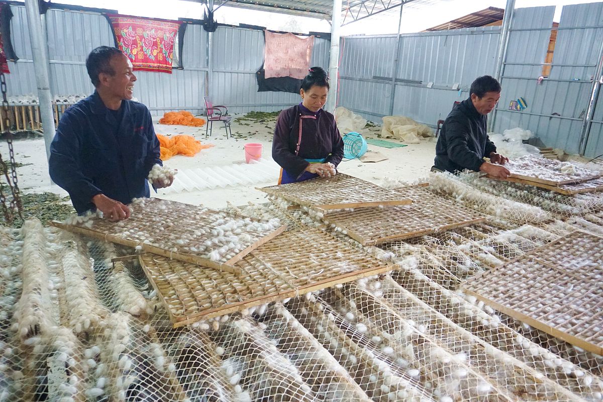 蚕桑技术专业好吗