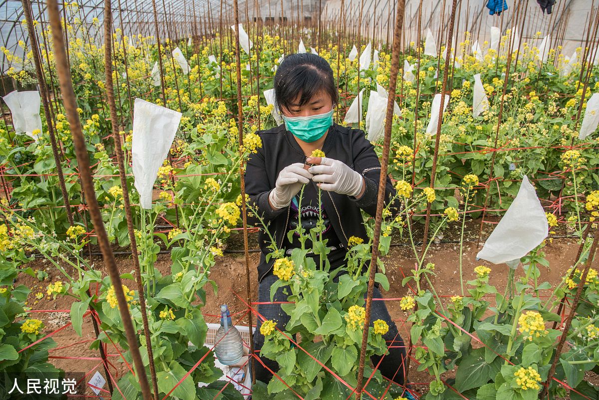 云南新兴职业学院大专部中草药种植技术专业介绍