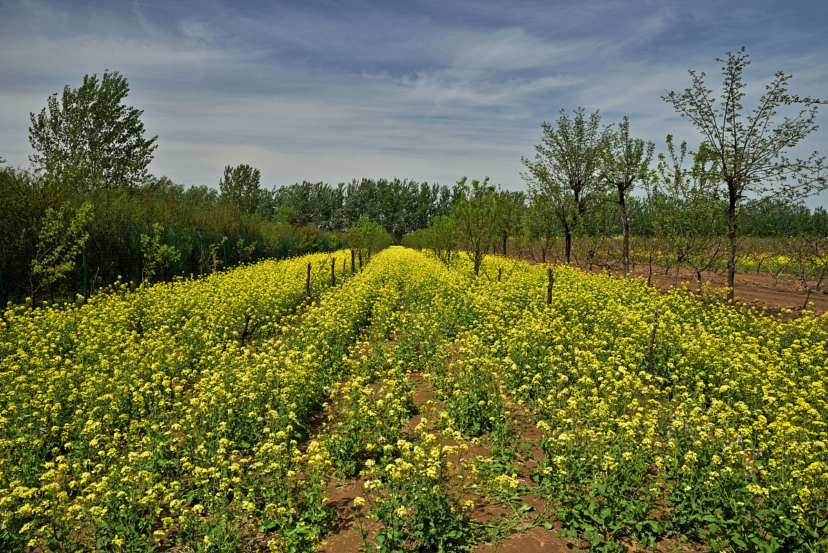 松桃县中等职业学校观光农业经营专业就业方向有哪些？