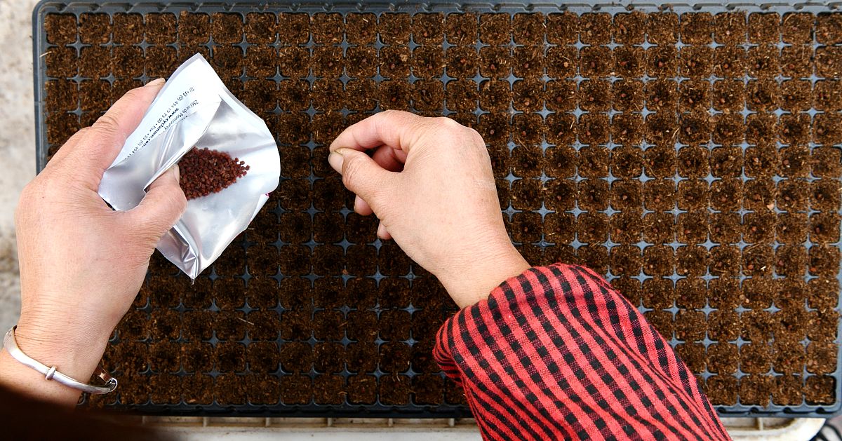 假如我给朋友一颗压缩毛巾并告诉他这是一颗薄荷糖会发生什么？