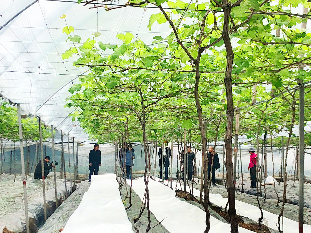 家庭农场好听的名字大全：创意、温馨、自然