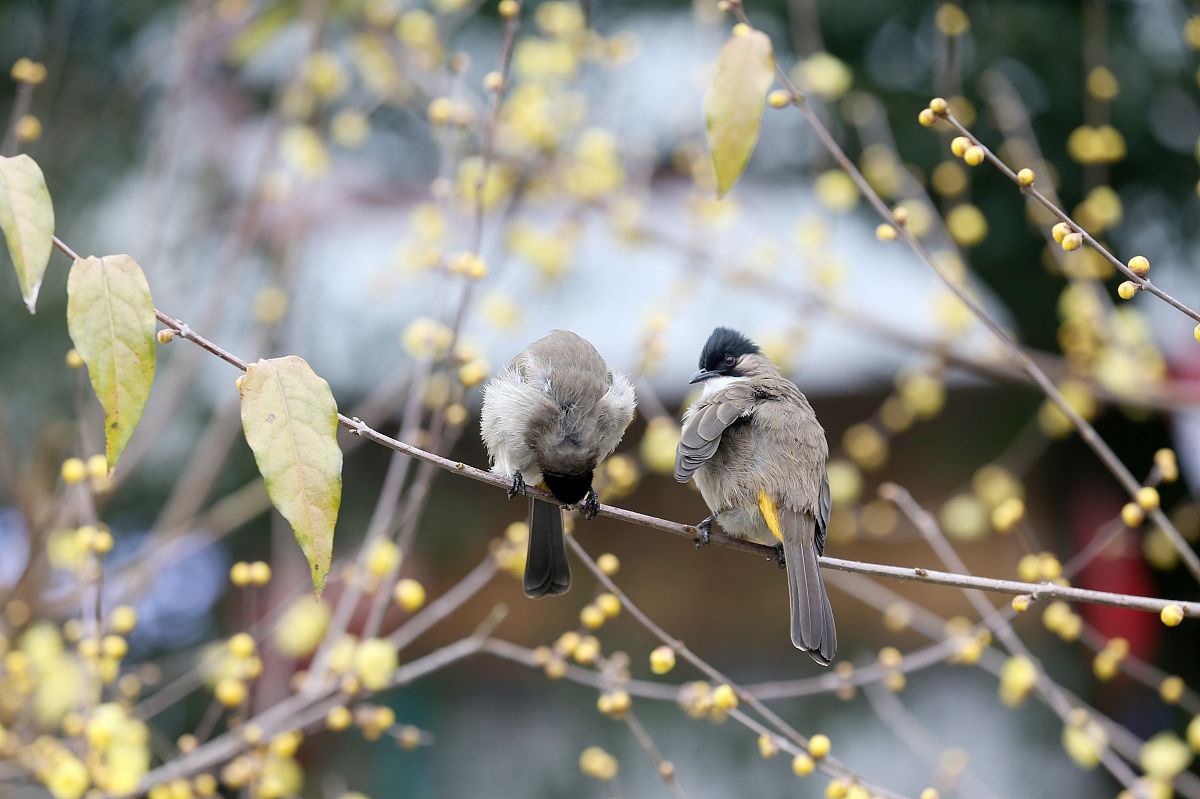 重庆鸟类资源丰富,种类繁多 - 探索重庆鸟类分布与种类 重庆鸟类资源丰富,种类繁多 - 探索重庆鸟类分布与种类