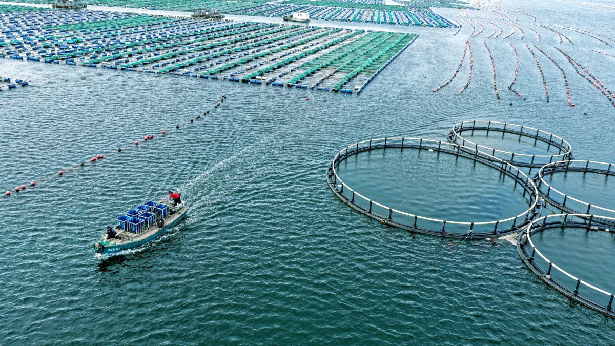 智慧渔业如何促进乡村振兴