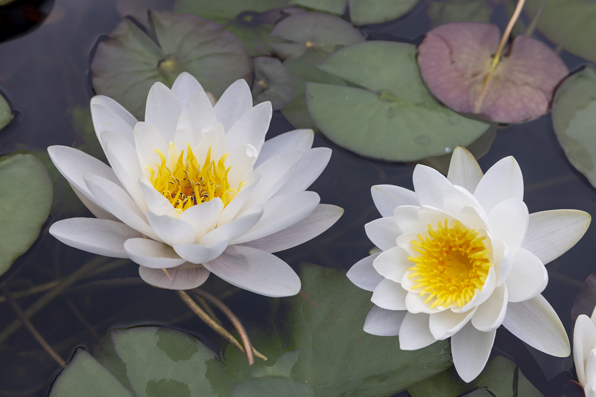 白莲花：纯洁的象征，药用价值与文化意义