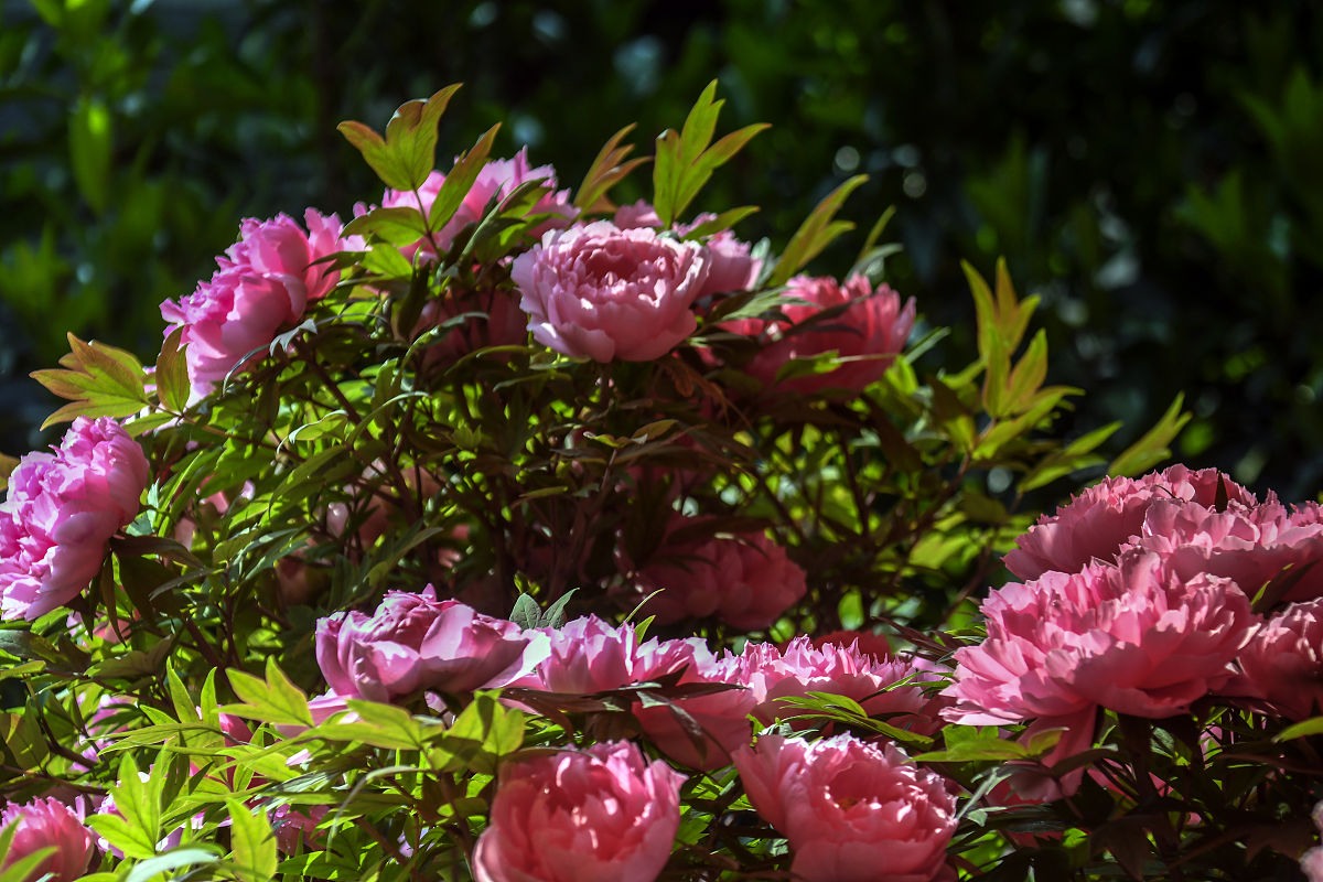 牡丹花开了拟人句：300字描写牡丹花盛开的美丽