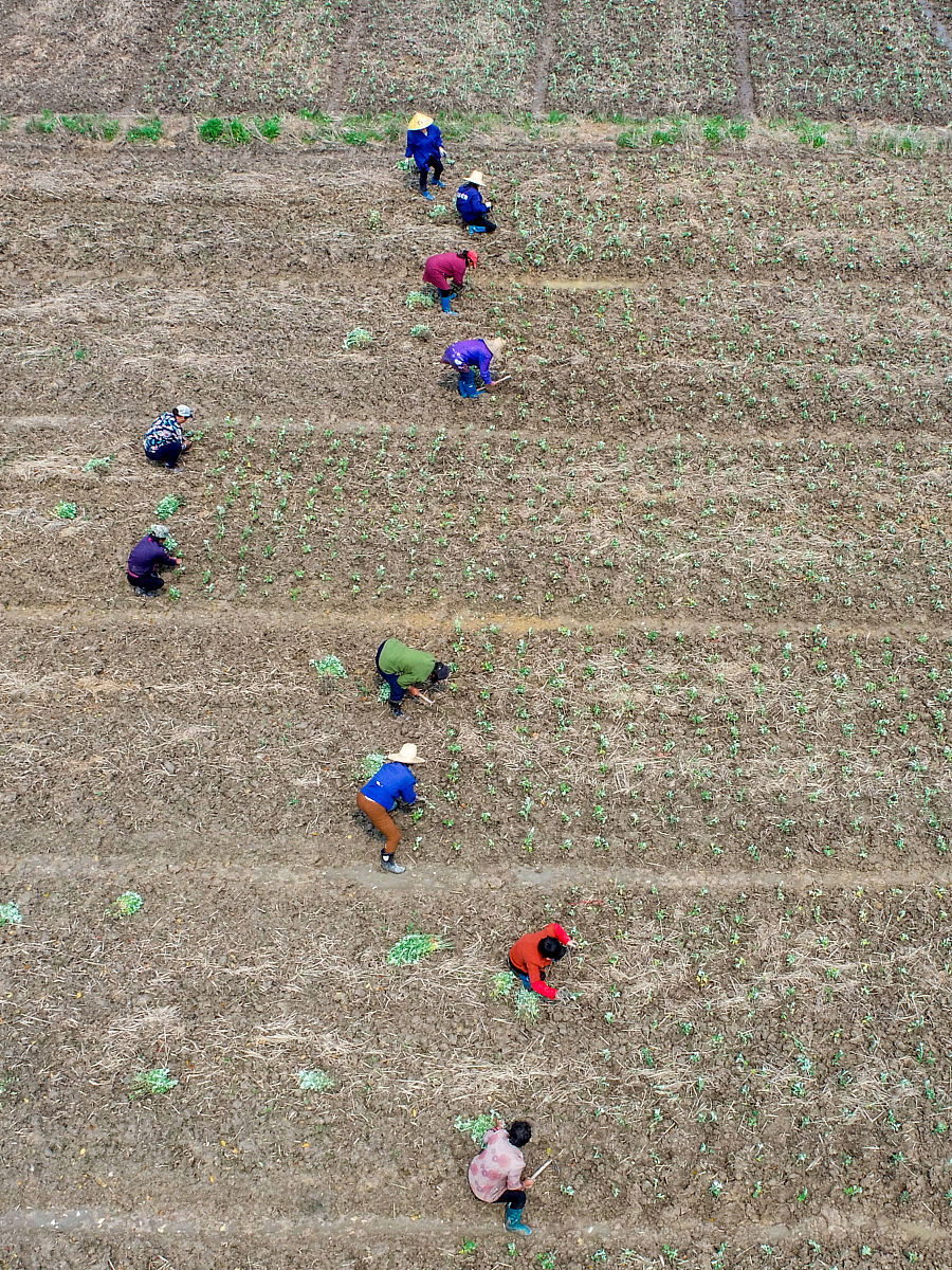 写一篇以蕲艾相关产品营销为主的企业简介