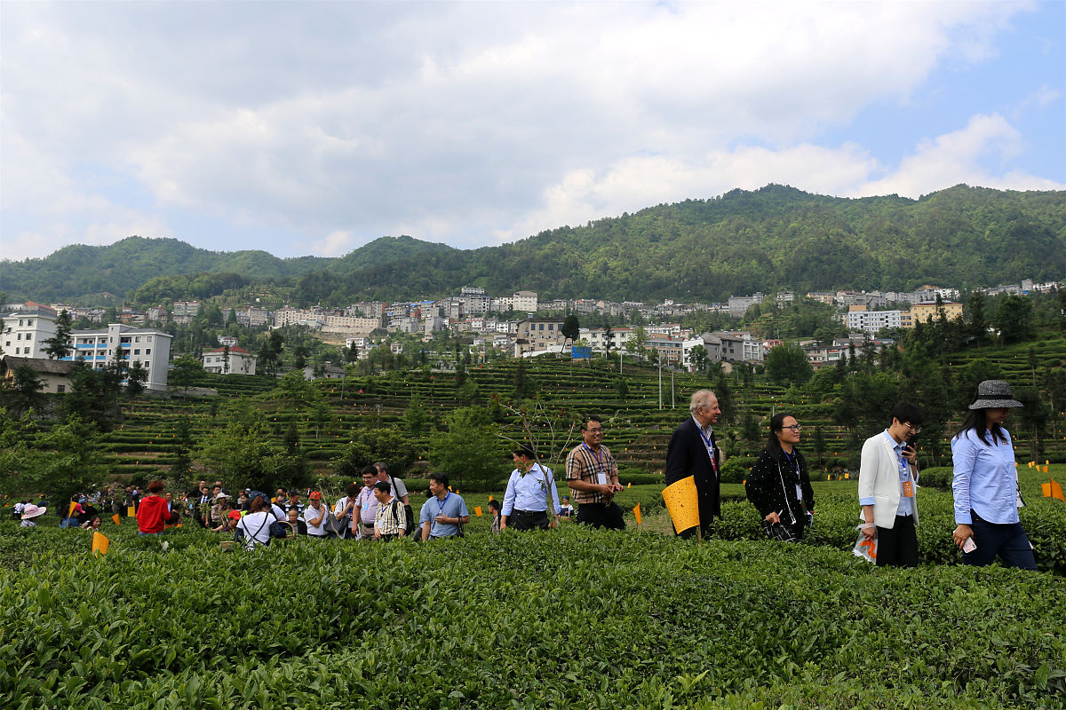 福鼎茶节：探秘中国白茶之乡