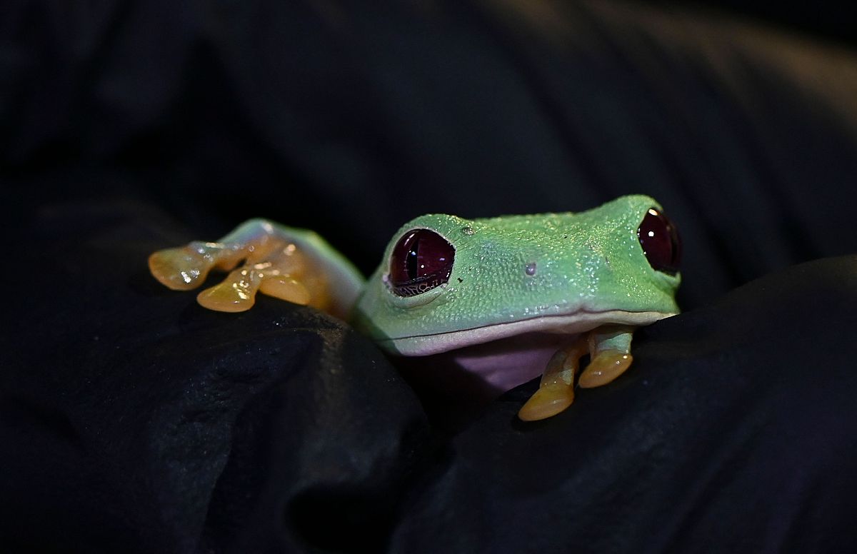 一位叫叶清歌的虚拟主播出道一百天了他是一位唱歌很好听的虚拟主播请给他写一段50字的祝福内容包含感谢陪伴和注意身体