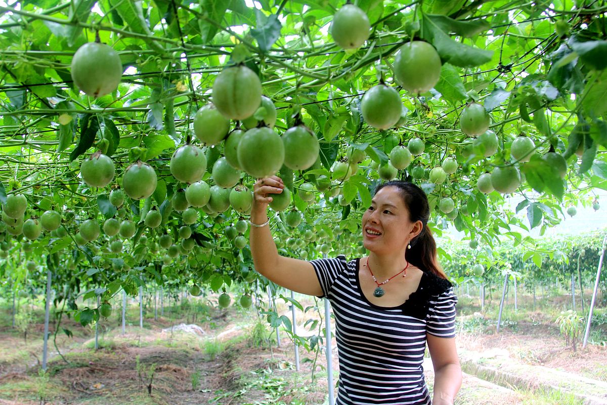 百香果种植指南：从种苗选择到采摘，全面解析