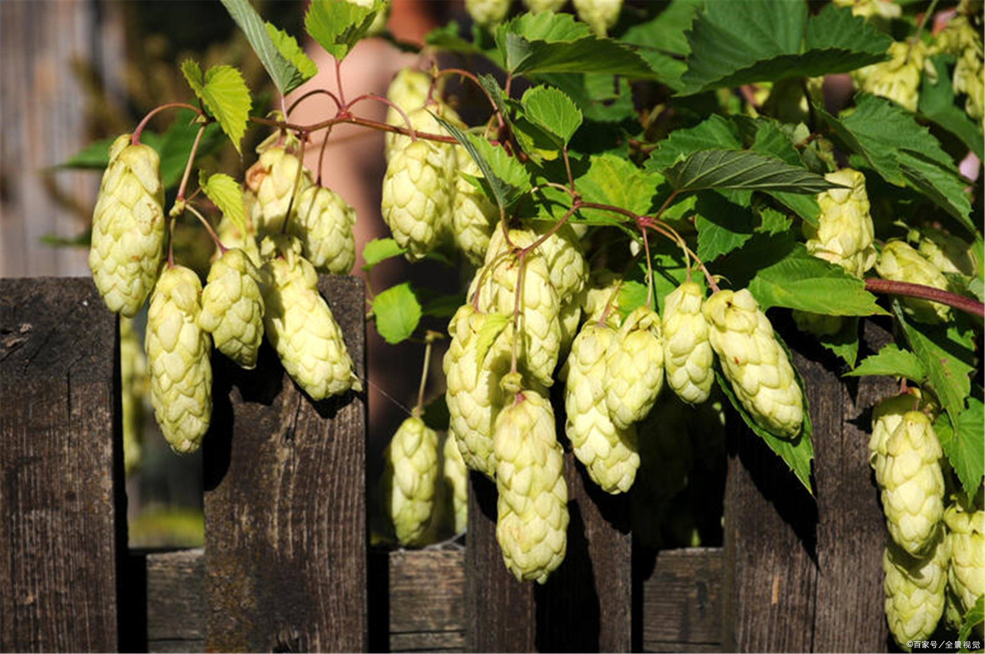 啤酒花怎么种植?啤酒花的养护