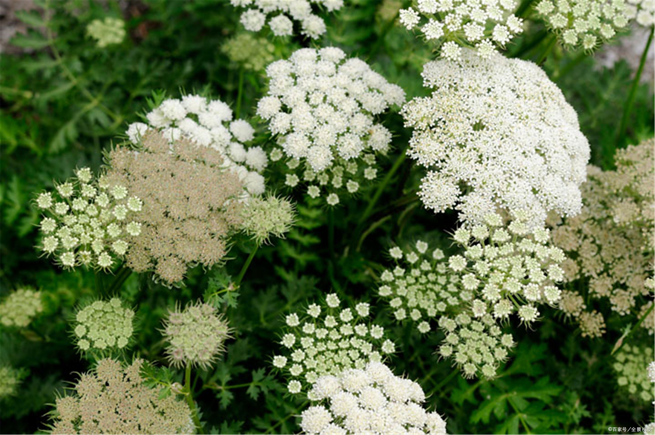 中药古今研究:当归