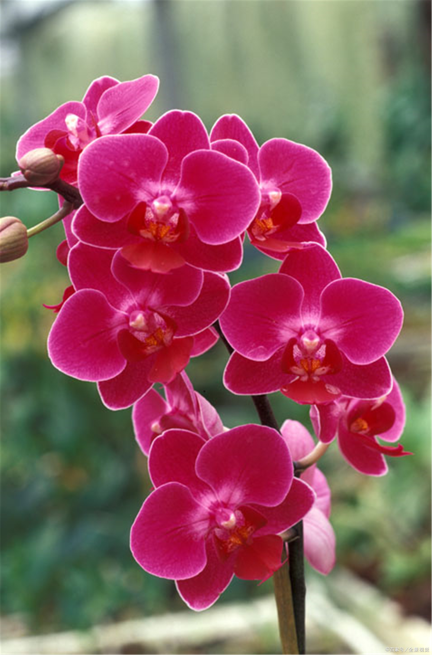 随着人们生活水平的逐步提高,花卉绿植已经成为当代人们生活中必不可