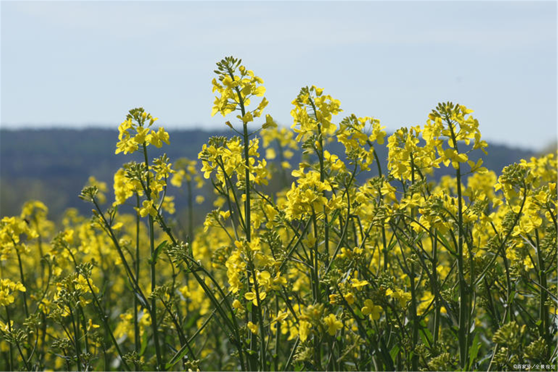 合肥赏花旅游指南!2021黄山黟县油菜花花期预报来了