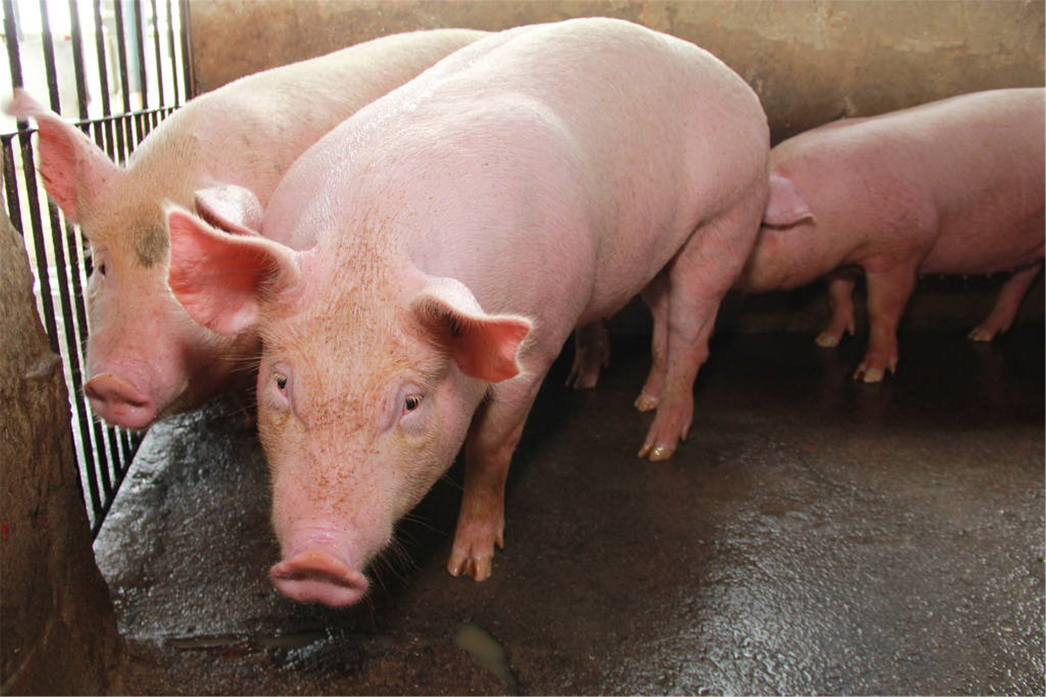 华统股份：生猪产能首要为商品猪一起积极关注两端乌等本乡特征猪种的布局时机现在暂无产能开释