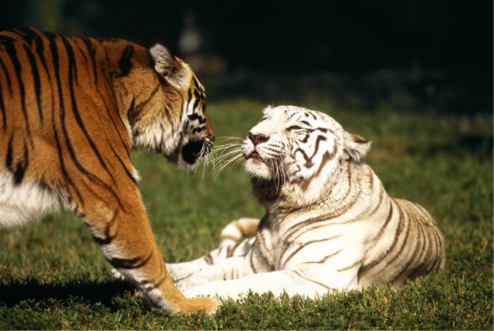 属虎和虎相配婚姻如何 属虎和属虎的合婚吗