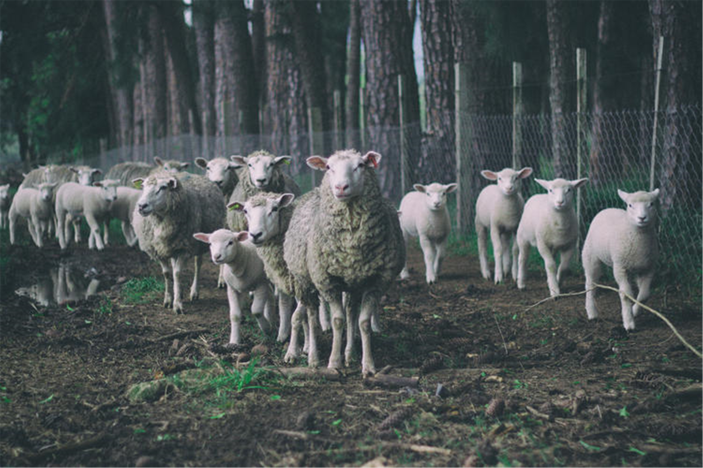 2022年属羊人的全年运势 属羊人的五个贵人