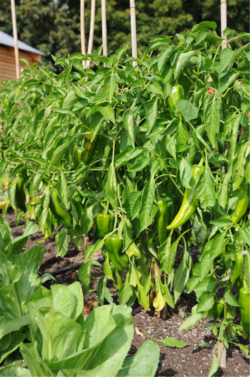 辣椒用什么肥料(种茄子辣椒用什么肥料)