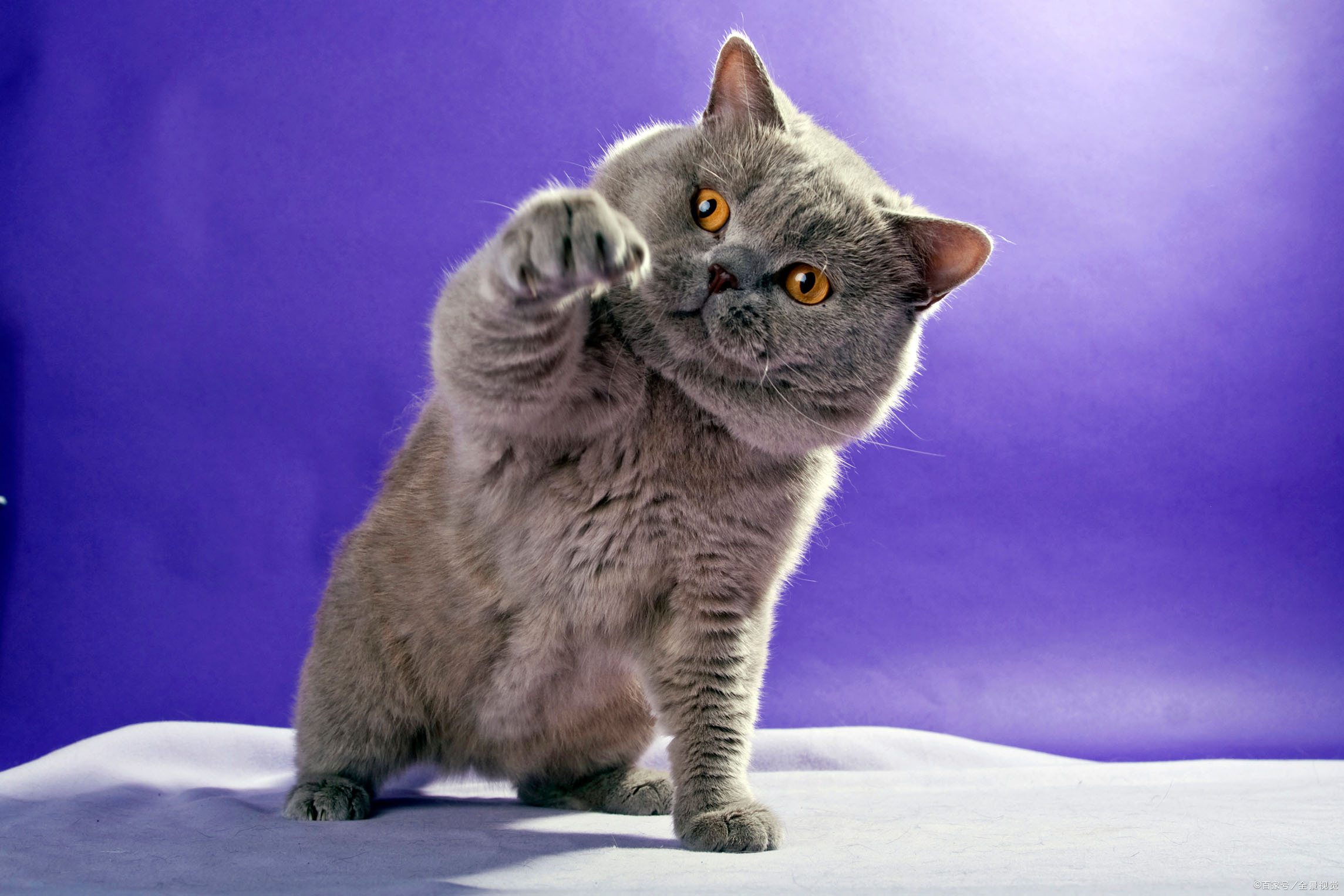 英短蓝猫啥都好,唯独有这三个缺点,养过的人都知道!