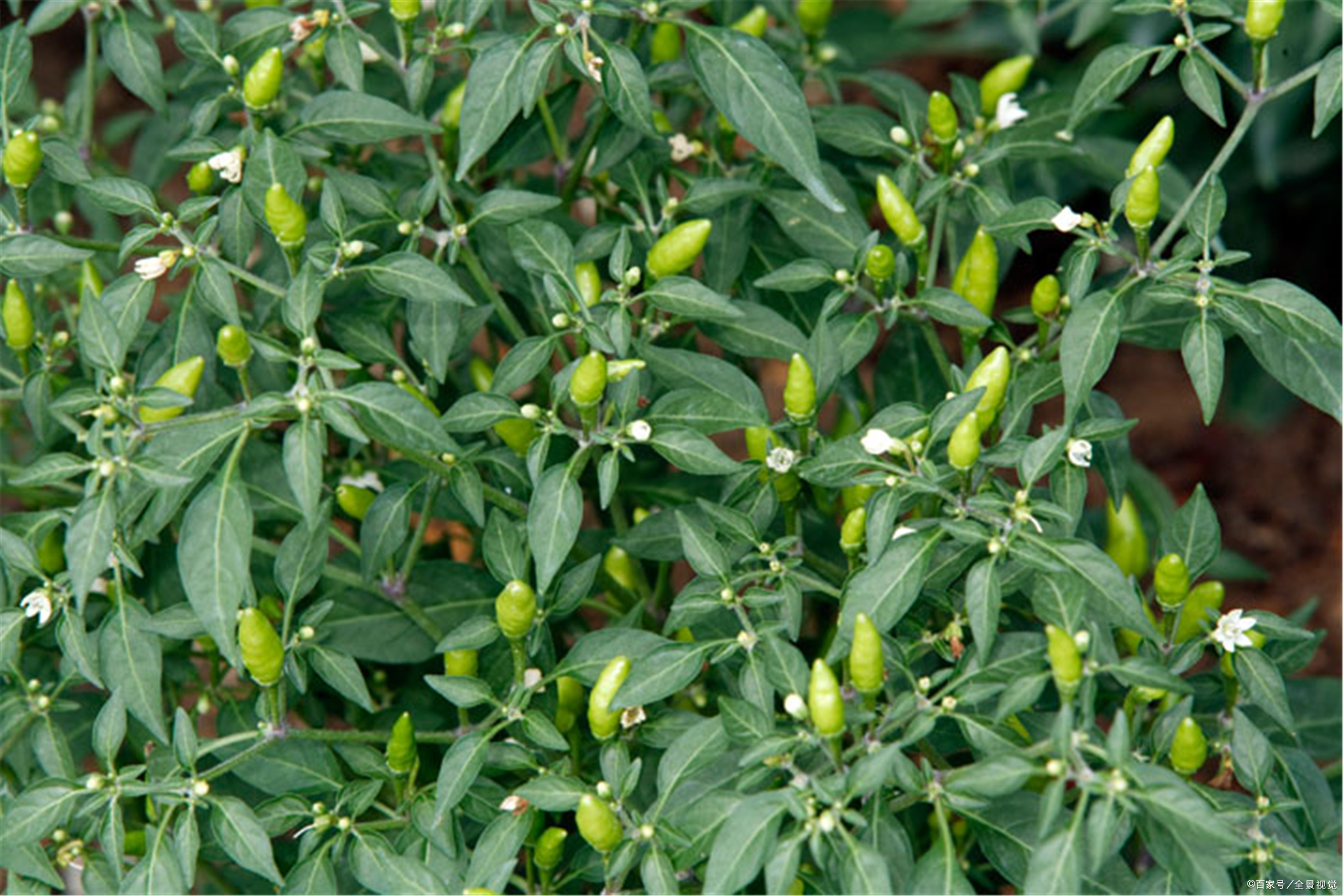 农民种小米椒,做好3点管理措施,减少僵椒数量,提质增收